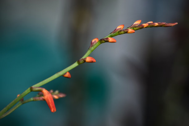 青蛙花纹