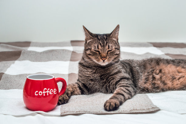 猫咪喝咖啡