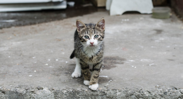 夏日小猫