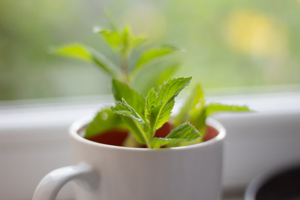 高档茶壶