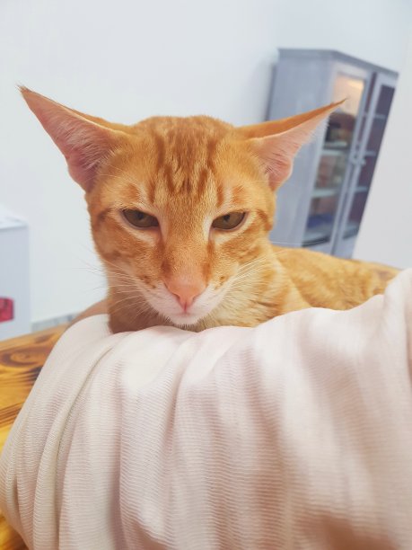 橙色眼睛的橘猫