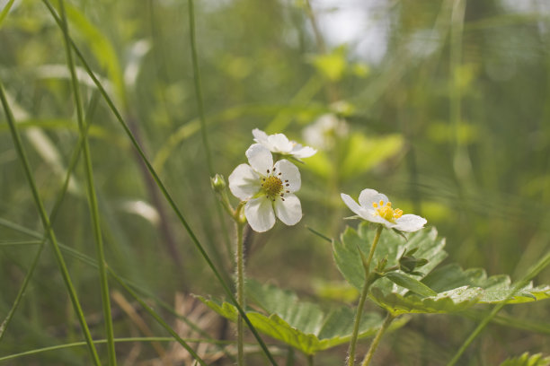 野草莓花