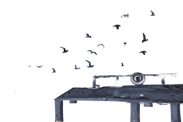 seagull