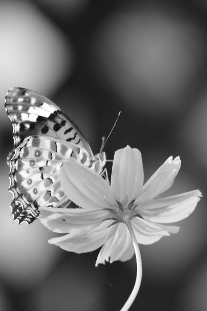 蝴蝶采蜜摄影图
