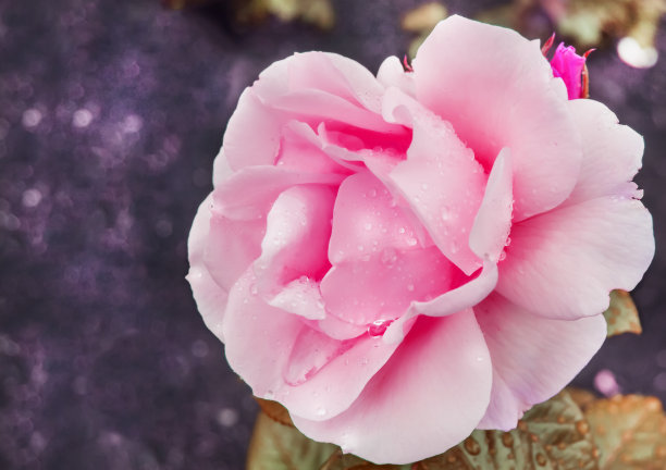 粉色花朵植物摄影图片
