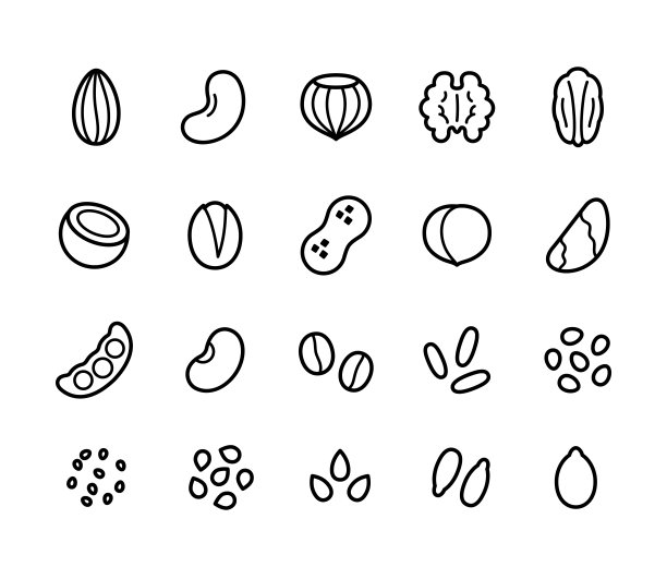 碧根果插画