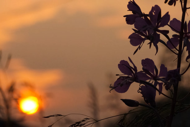 美丽的草原夕阳景色