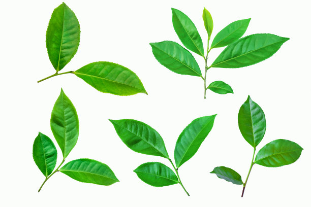 茶叶绿芽