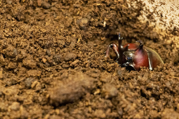 beetles