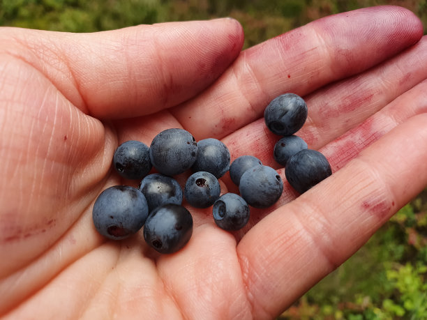 手摘蓝莓