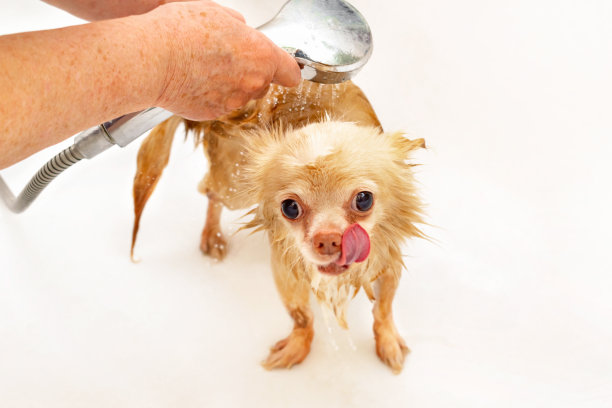 宠物狗洗澡