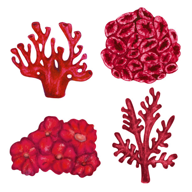 珊瑚红色水草