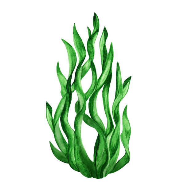 海藻花
