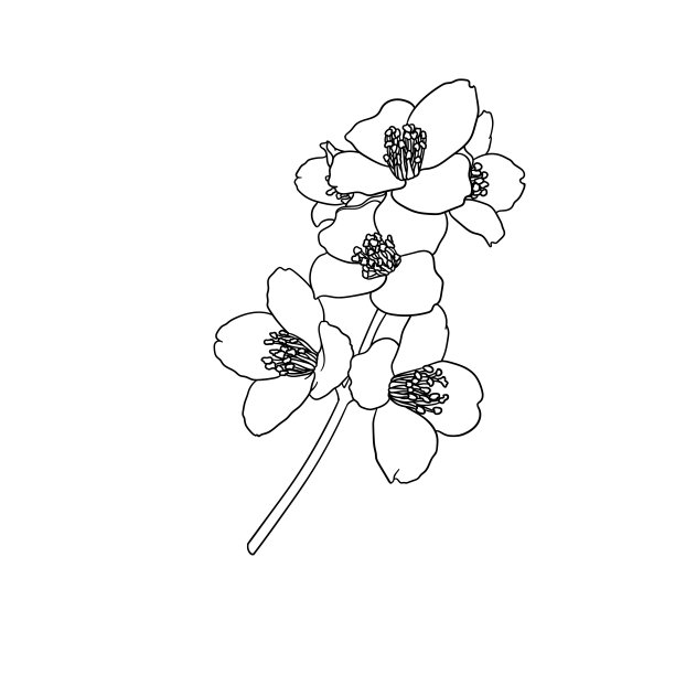 线描花卉图案