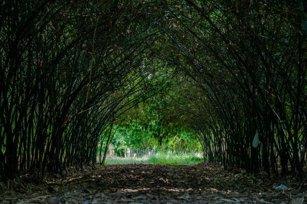 植物隧道