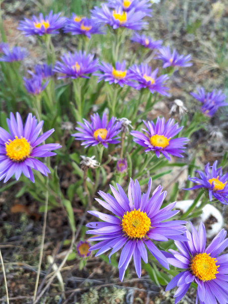 紫花野菊