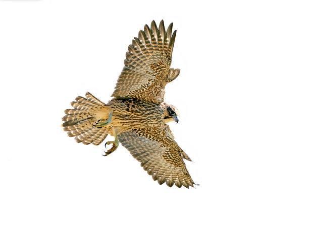 falcon