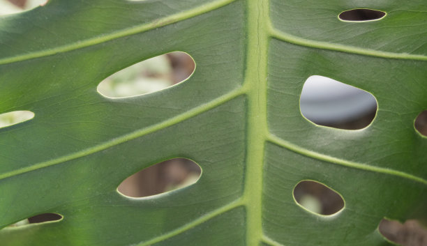 热带植物龟背叶