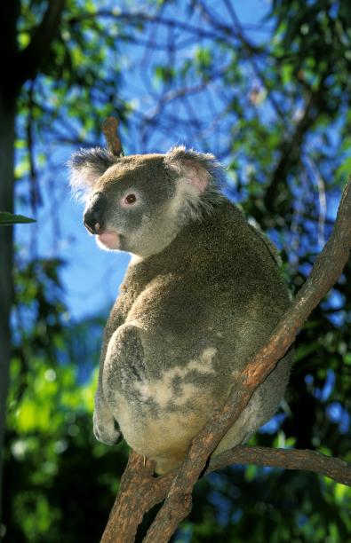 koala