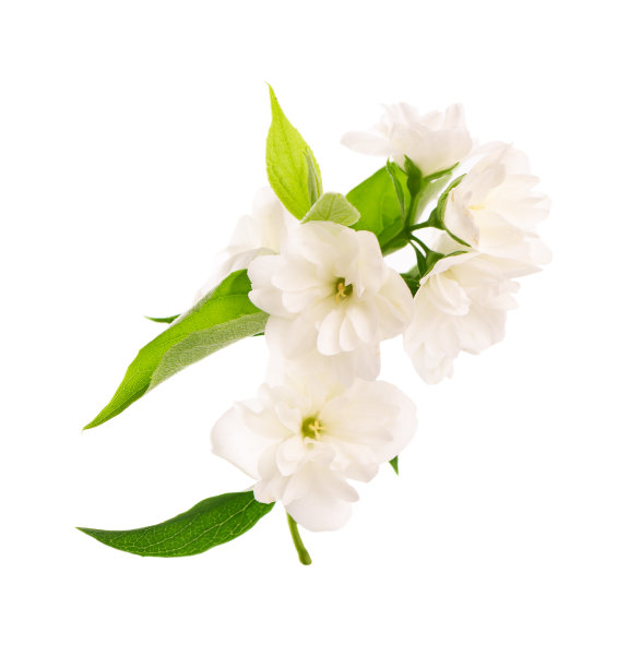 jasmine