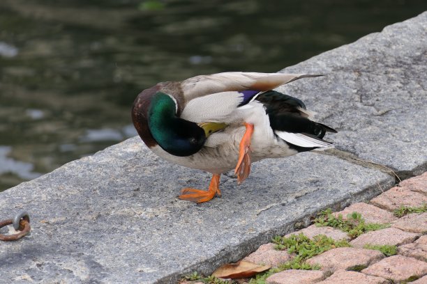 鸭腿