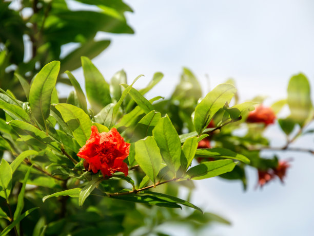 石榴树花开