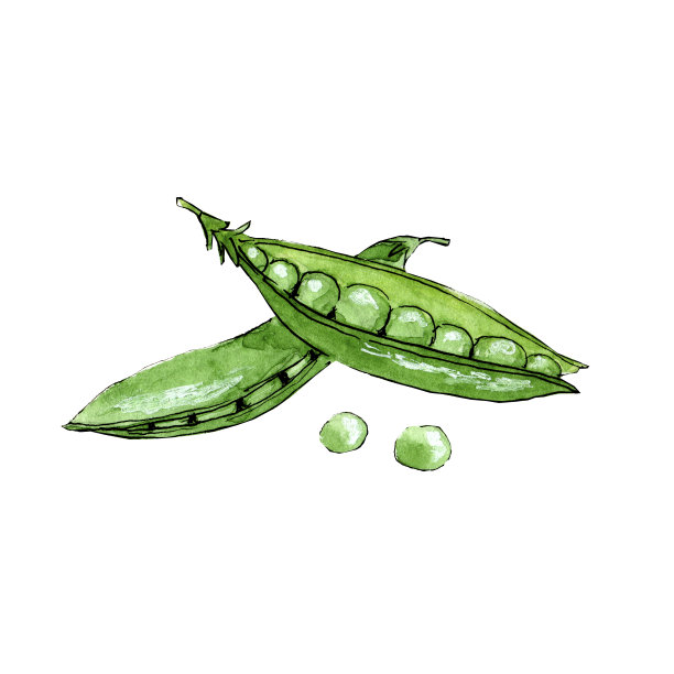 绿色豌豆尖