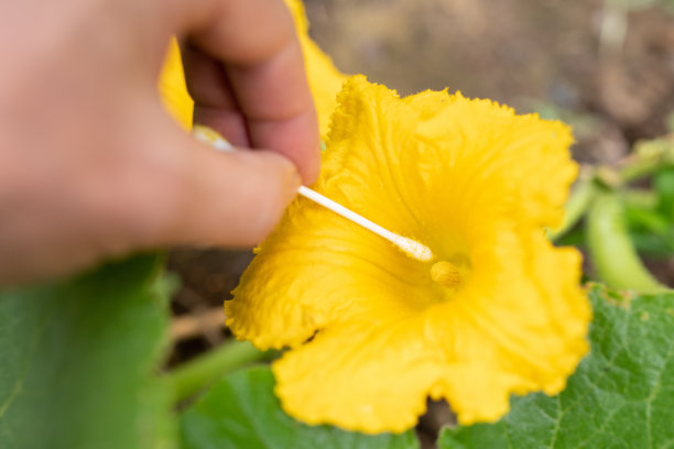 pollination