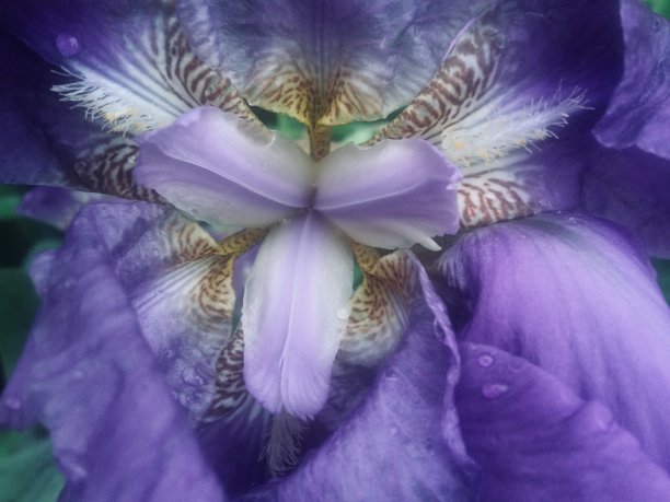 鸢尾花,紫色花