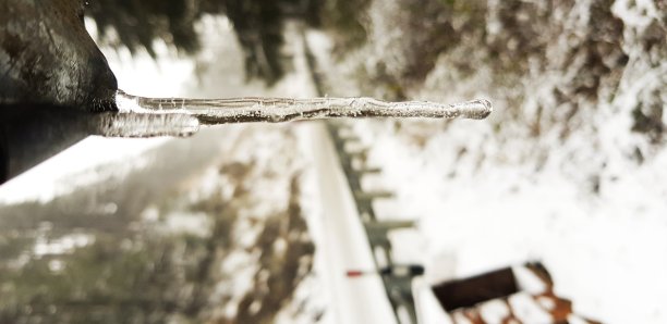 冰雪植物小景