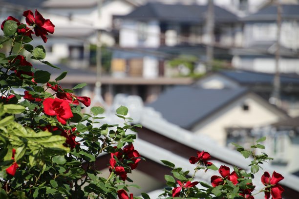 日本阳光玫瑰