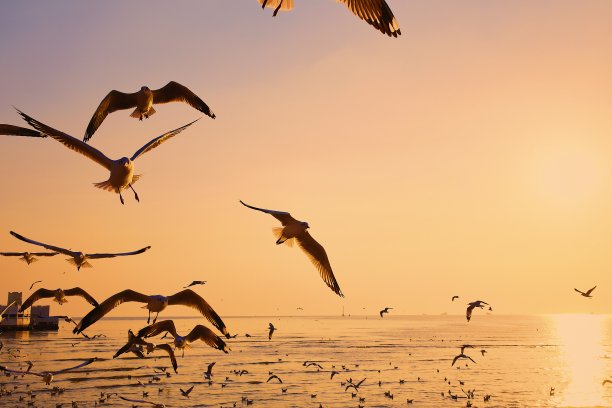 阳光海鸥