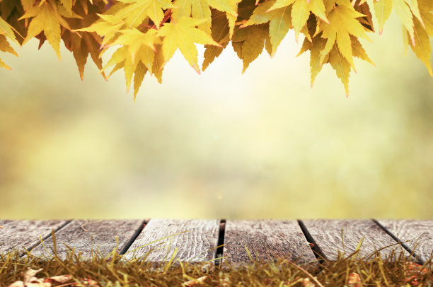 模糊背景秋叶图片大全 模糊背景秋叶设计素材 模糊背景秋叶模板下载 模糊背景秋叶图库 昵图网soso Nipic Com