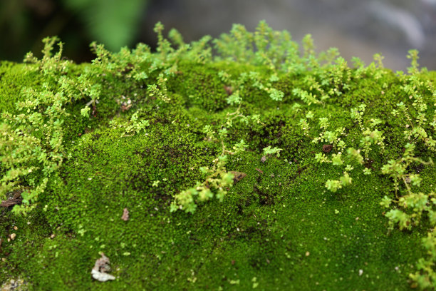 青苔石头背景图