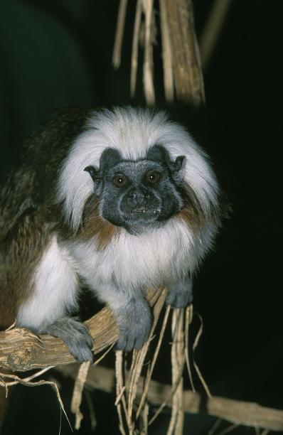 saguinus