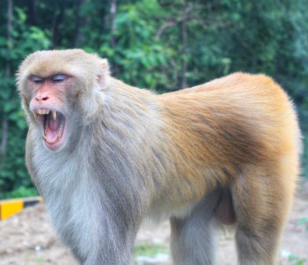 monkey-nut