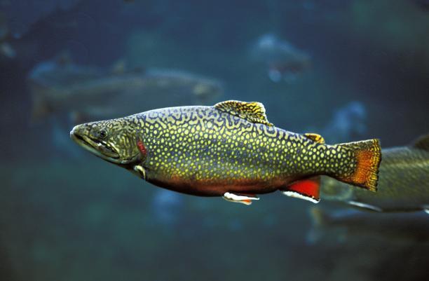salvelinus