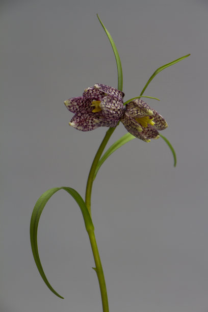 淡紫色格子图案背景素材