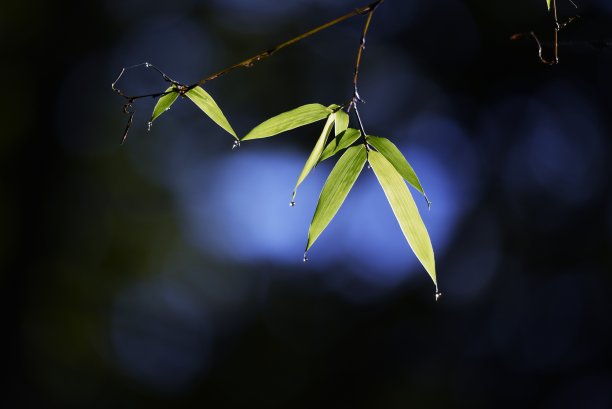 竹林壁纸