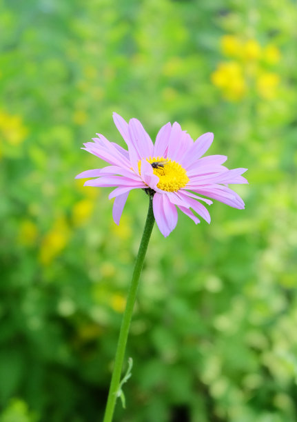 pyrethrum