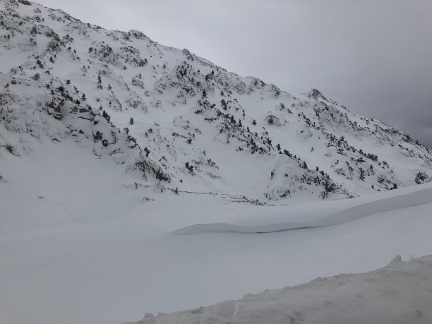 冰雪植物小景