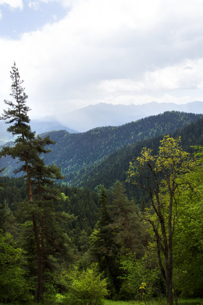 高山脉树林