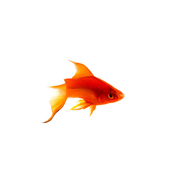fin