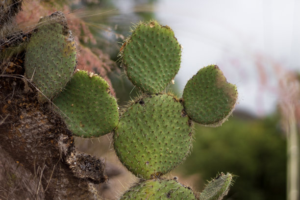 saguaro