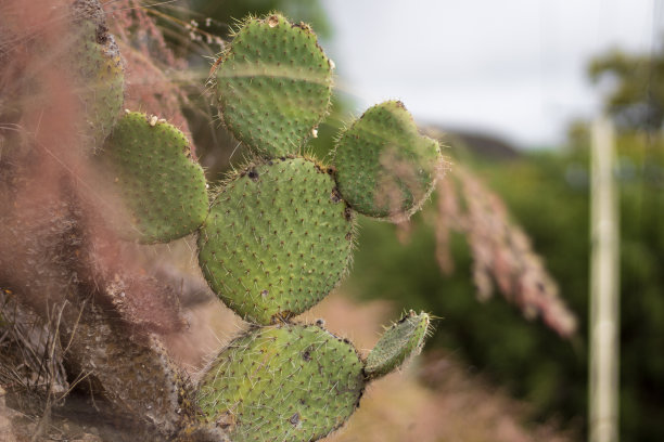 saguaro