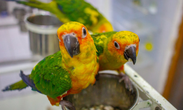 eclectus