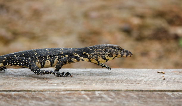 physignathus