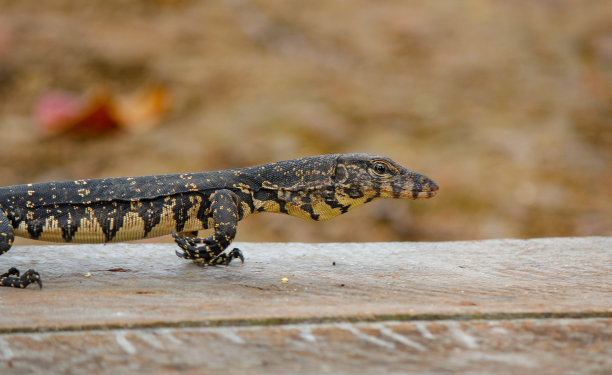 physignathus