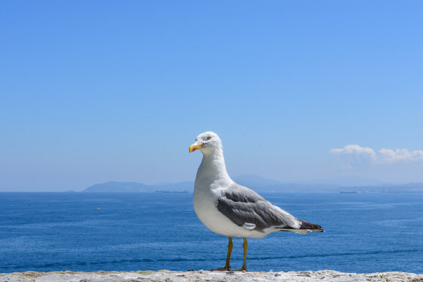 鸭腿