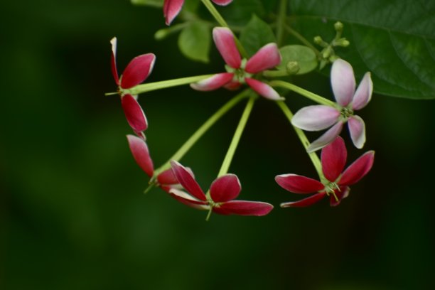 花 动感花纹